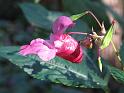 2011-10-02, Pilze (16)